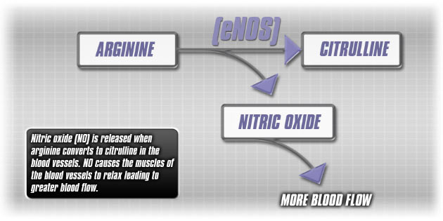eNOS: Nitric oxide (NO) is released when arginine converts to citrulline in the blood vessels. NO causes the muscles of the blood vessels to relax leading to greater blood flow.