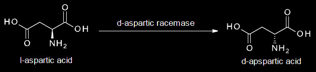 l-aspartic acid > d-aspartic racemase > d-aspartic acid