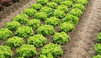 Organic Foods