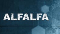 Alfalfa