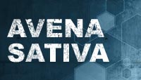 Avena Sativa