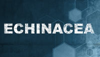 Echinacea