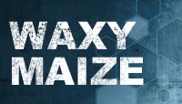 Waxy Maize