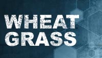 Wheat Grass