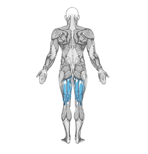 Which muscles do deadlifts work?